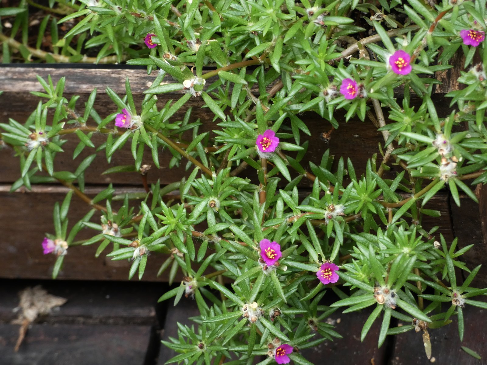 Ar galėtumėte paaiškinti portulakos botaninę tapatybę ir savybes?